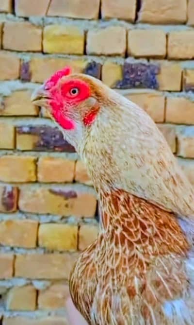 Sale Hen pure mianwali