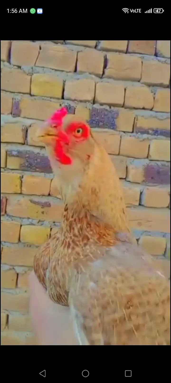 Sale Hen pure mianwali — photo 2