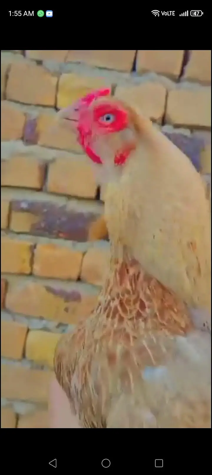 Sale Hen pure mianwali — photo 3