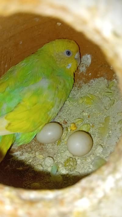 breeder pair for sale healthy and active pair