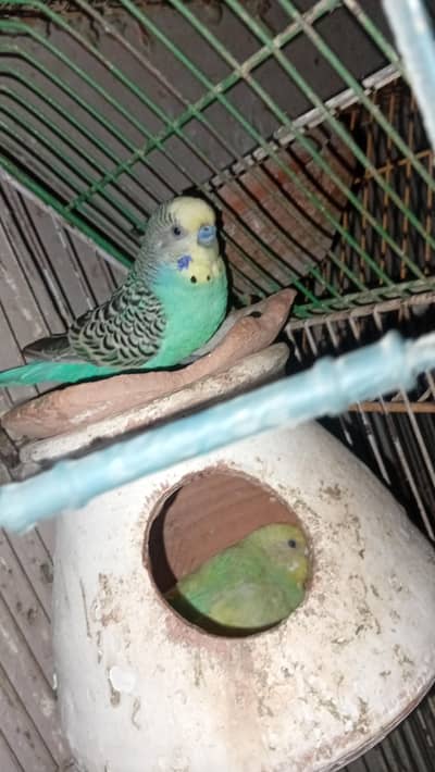 breeder pair for sale healthy and active pair