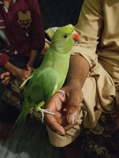 Macaw Parrot