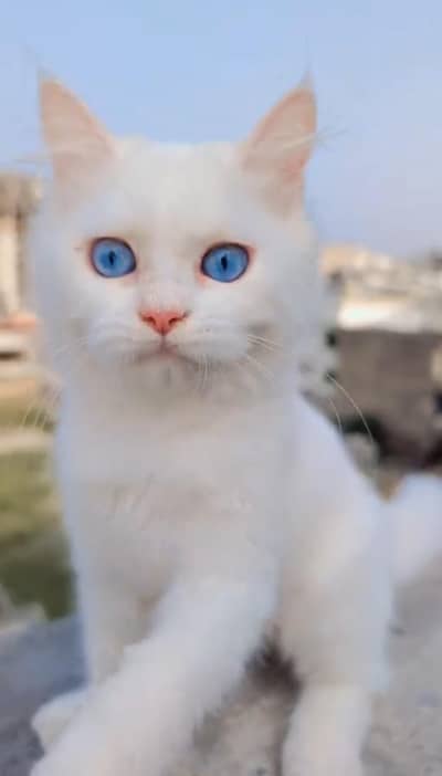 “Pyari Persian kitten ek pyar bhare ghar ki talash mein hai. ”
