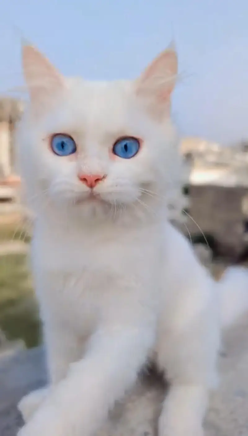 “Pyari Persian kitten ek pyar bhare ghar ki talash mein hai. ”
