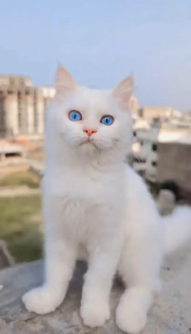 “Pyari Persian kitten ek pyar bhare ghar ki talash mein hai. ” — photo 2