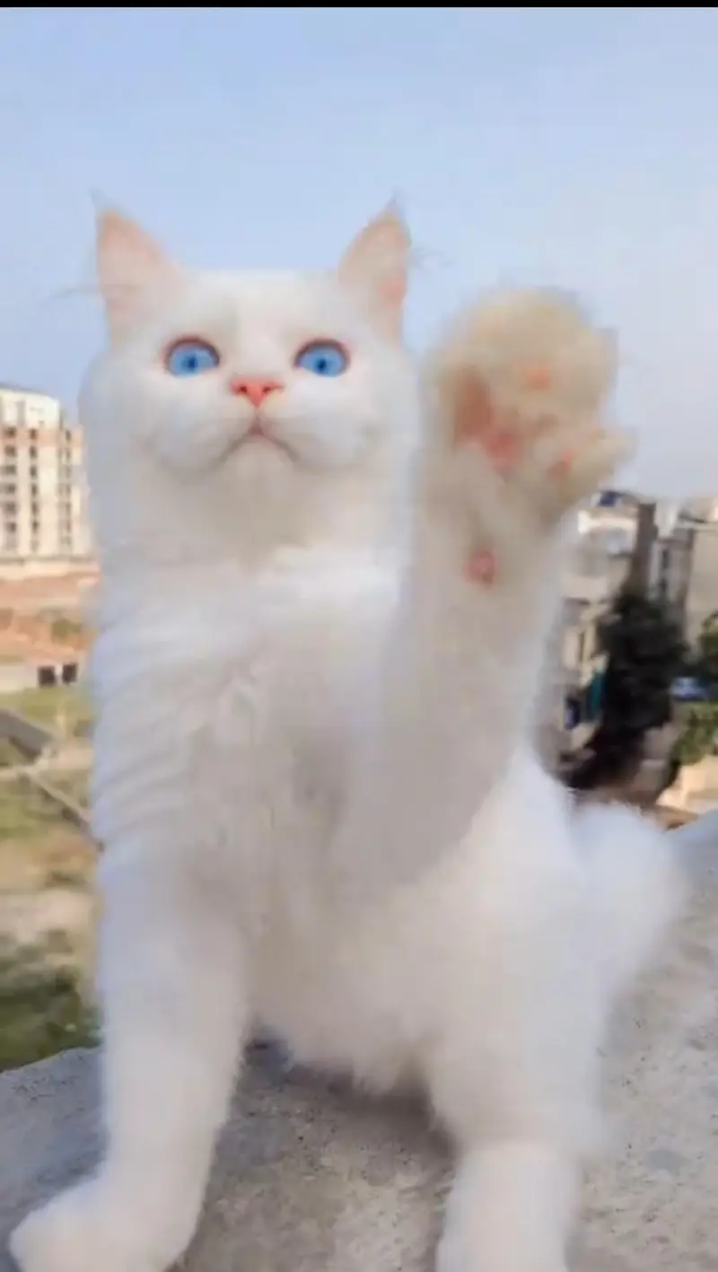 “Pyari Persian kitten ek pyar bhare ghar ki talash mein hai. ” — photo 3