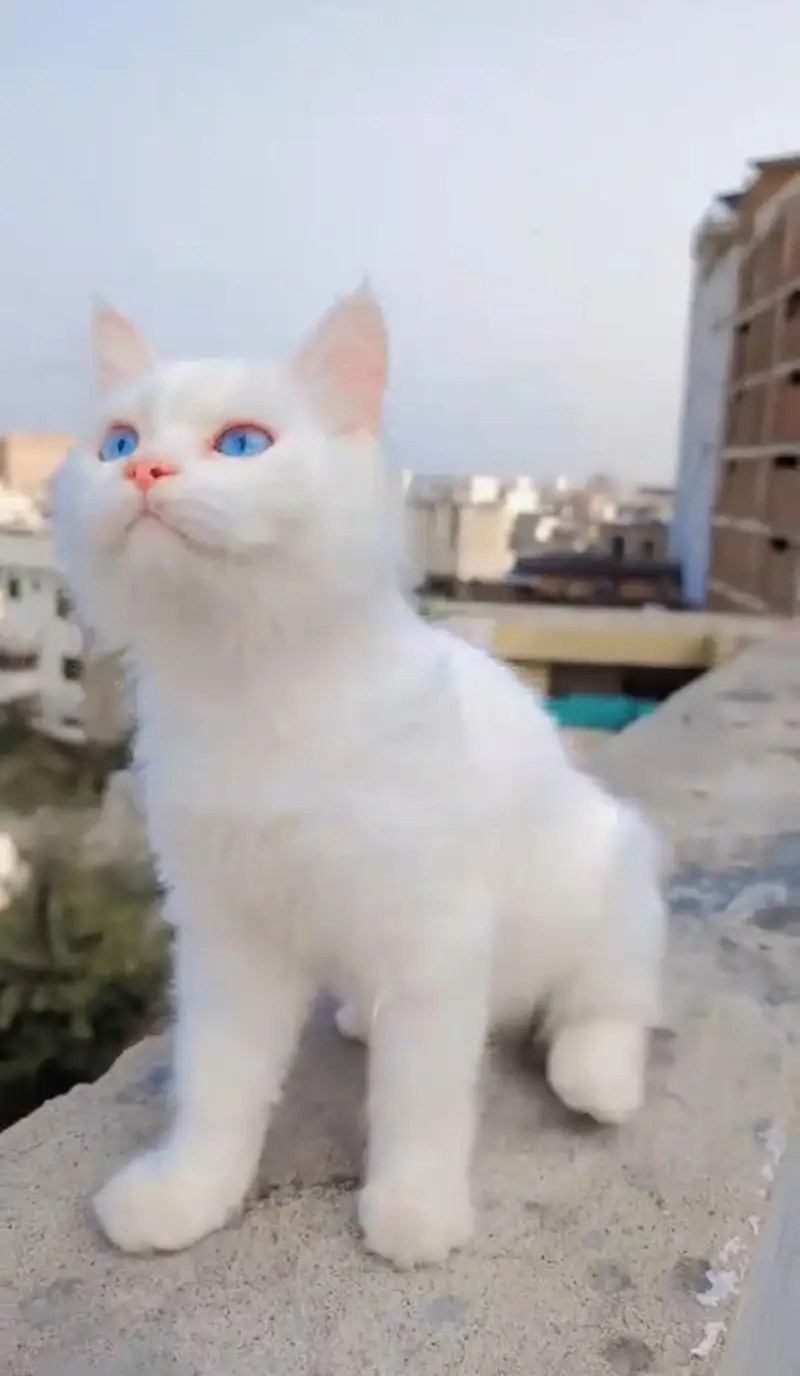 “Pyari Persian kitten ek pyar bhare ghar ki talash mein hai. ” — photo 4