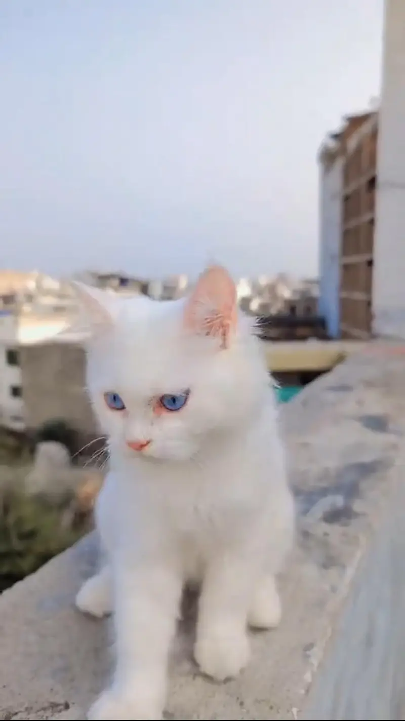 “Pyari Persian kitten ek pyar bhare ghar ki talash mein hai. ” — photo 5