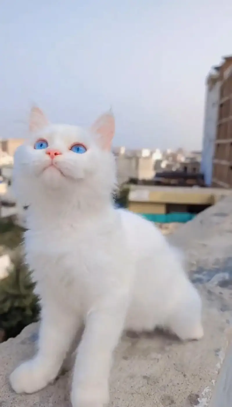 “Pyari Persian kitten ek pyar bhare ghar ki talash mein hai. ” — photo 6