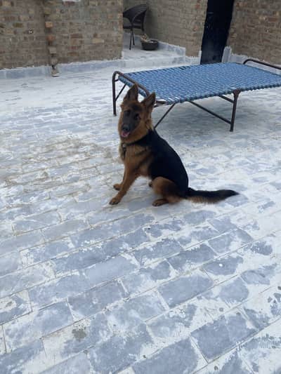 German shepherd Long Coat Female