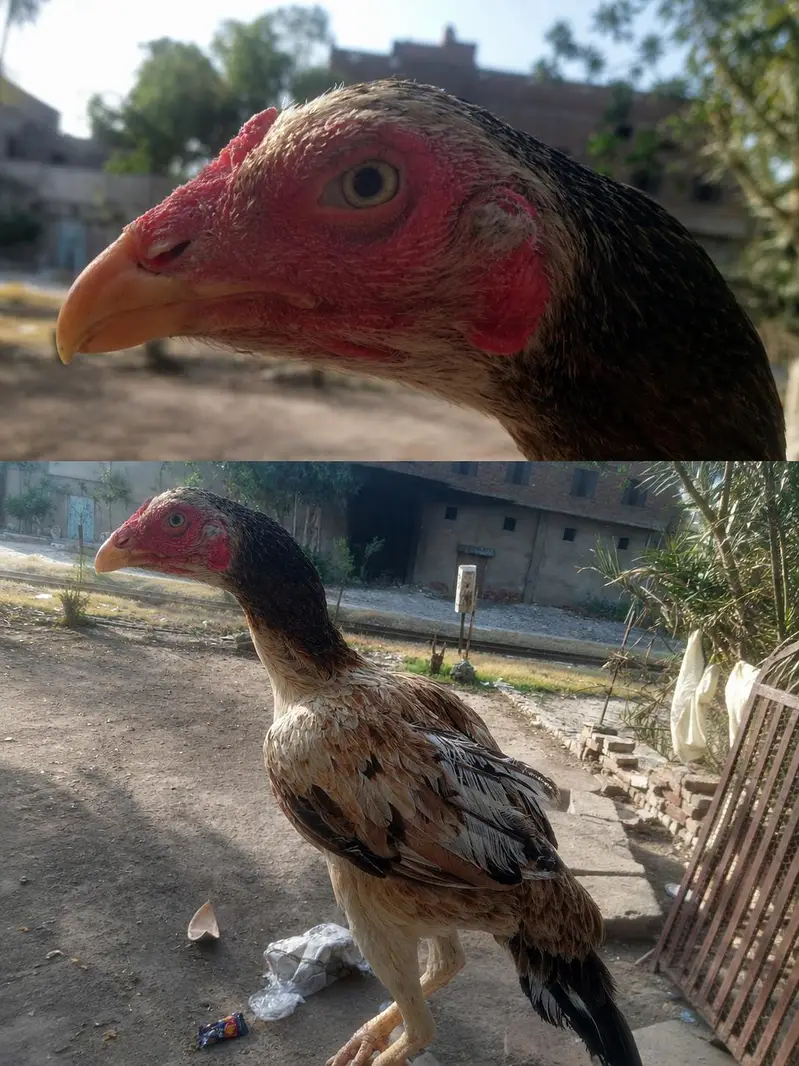 Pure Aseel murgi