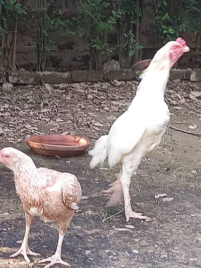 paper white mianwaali heera pair aur 1 badaamiî murghî