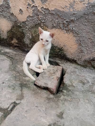tame cat
