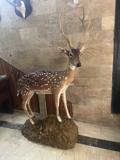 Beautiful Full mount Chital