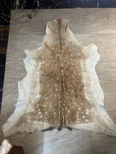 Beautiful Rare fallow deer rug
