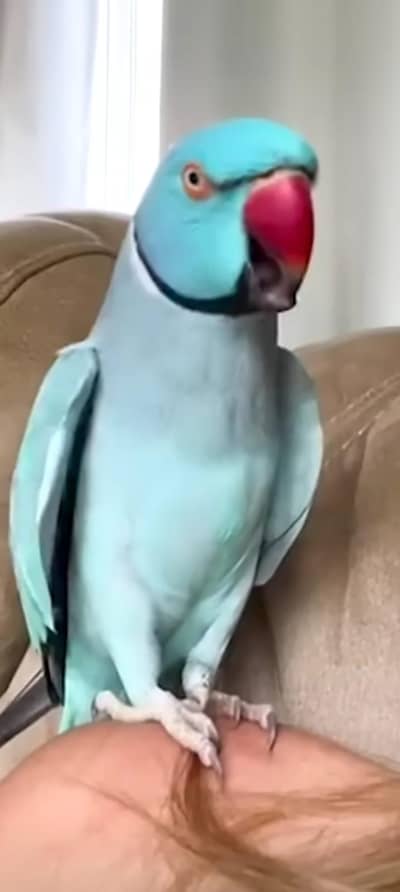 Blue parrot