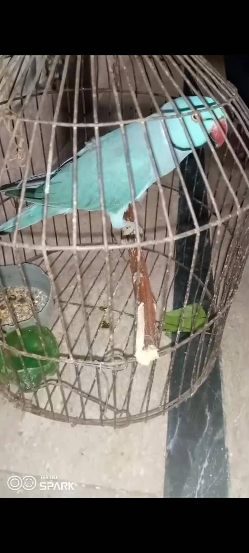 Blue parrot Breeding pair 1