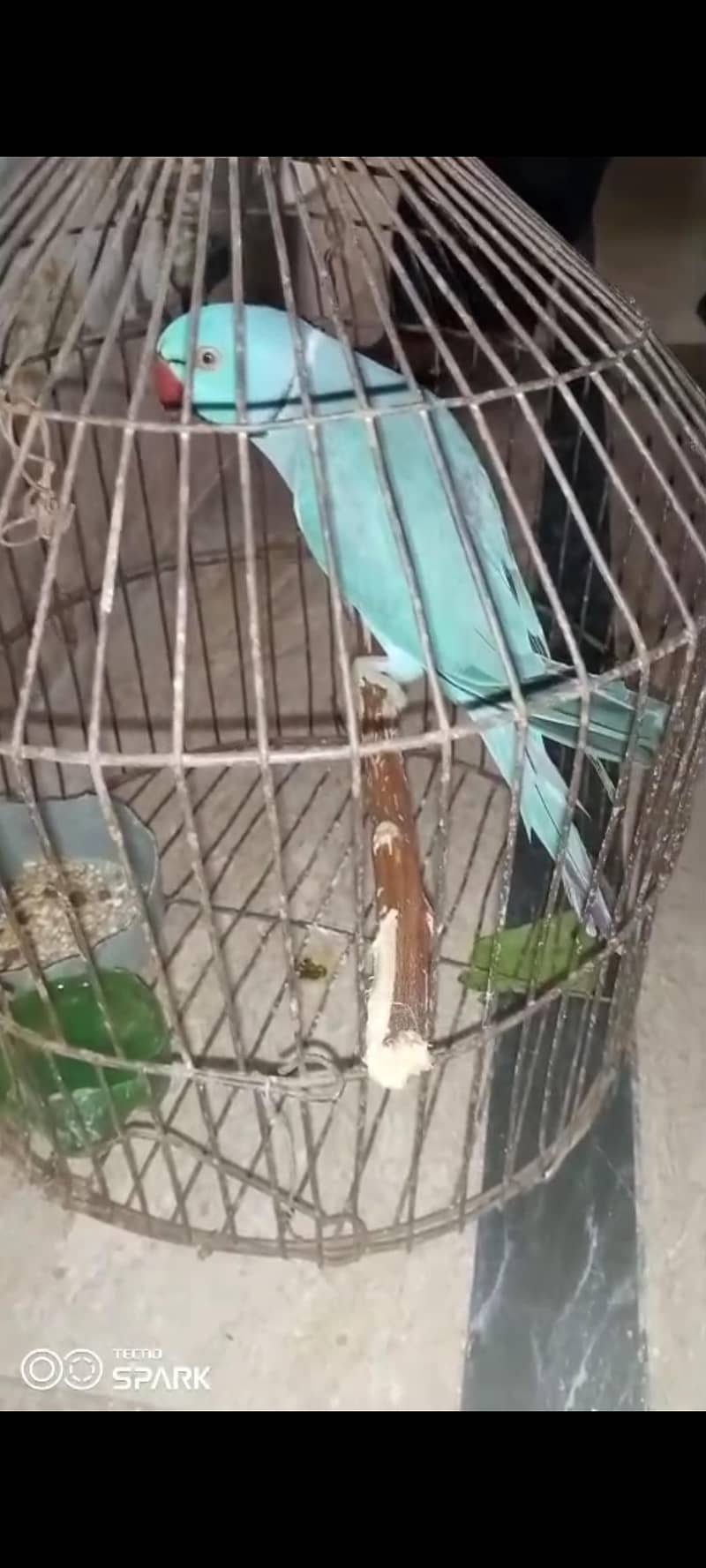 Blue parrot Breeding pair 2