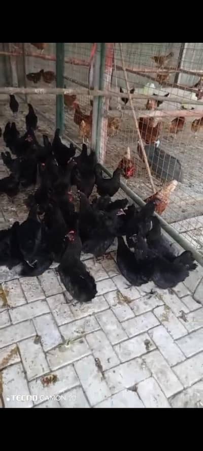 Australorp egg starter hens