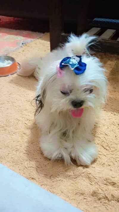Urgent sale female shihtzu