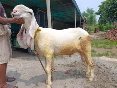Kajla available for sale