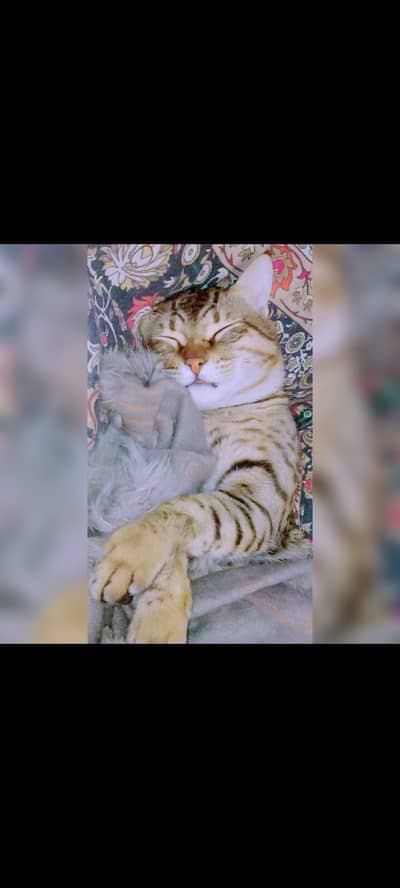 Male cat available for mating only in jhang