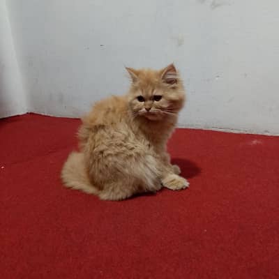 Selling Persian Kitten Age 5 Months Serious Person Contact me