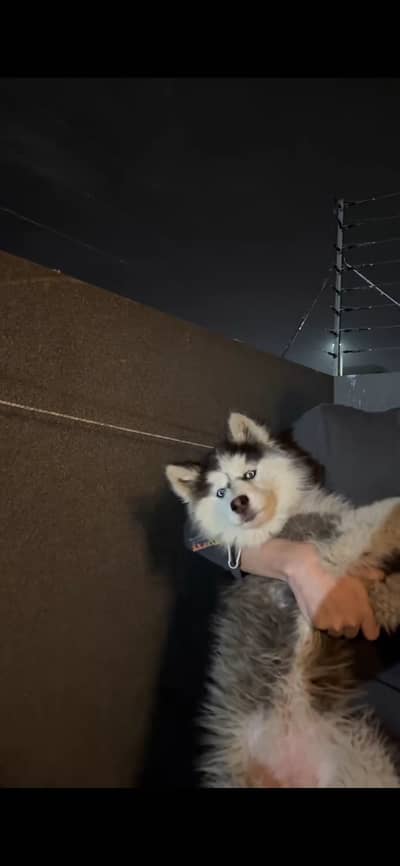 Siberian husky pedigree 10 months puppy