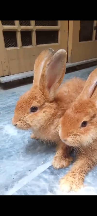Palomino Rabbits Pair 4kg weight ho jata hai