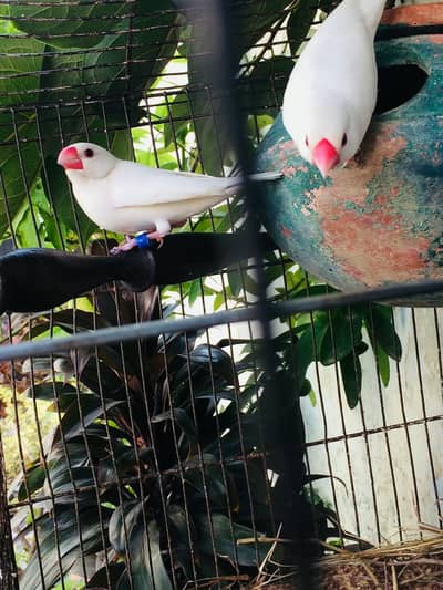 jawa pair albino