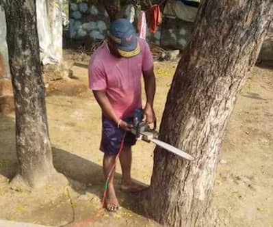 tree cutting service