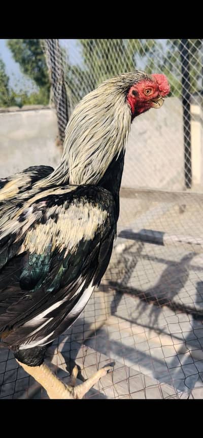 High Quality Indian longtail Parrotbeak male
