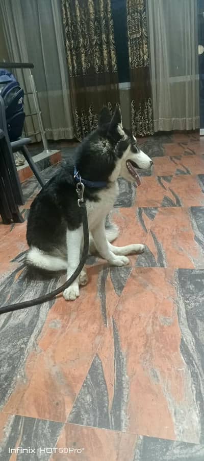 husky dog for sale