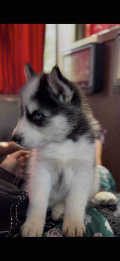 Siberian husky with iced blue eyes double coat pedigree with file