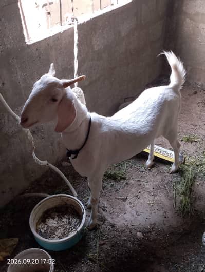 good guot