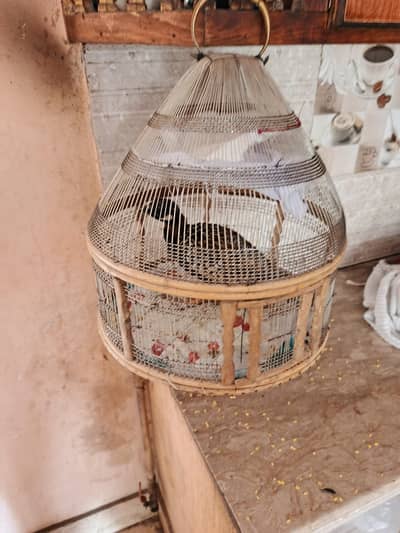 Black Bird