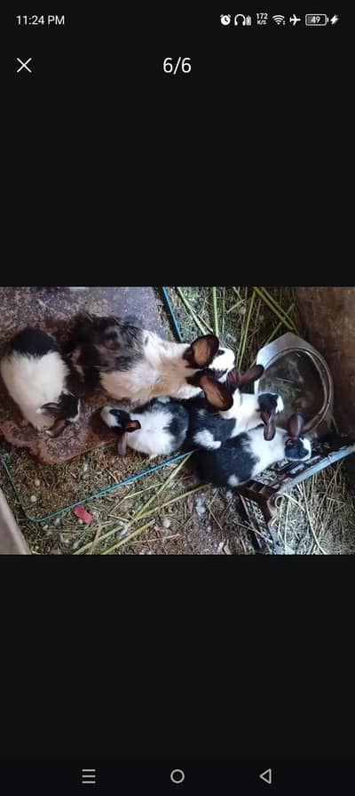 Healthy baby Rabbits Available Ready for Sale