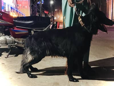 Black Belgian Shepherd