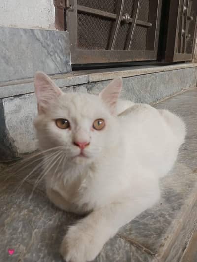 Persian double coated male kitten for sale