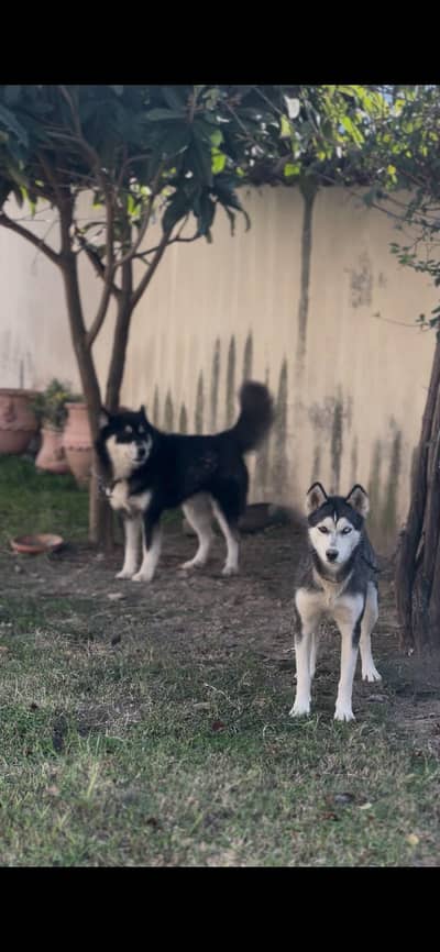 Siberian husky pair