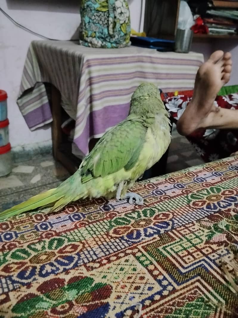 Parrot 0
