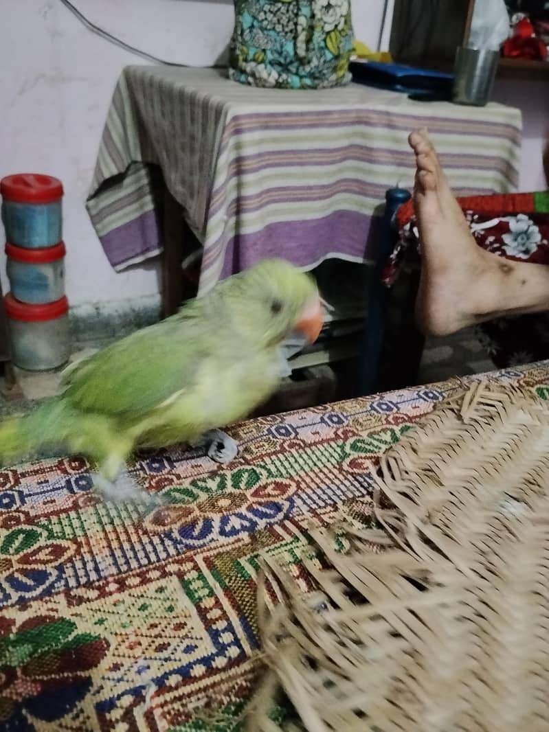 Parrot 1