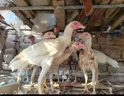 heera aseel chicks for sale