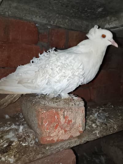breader female