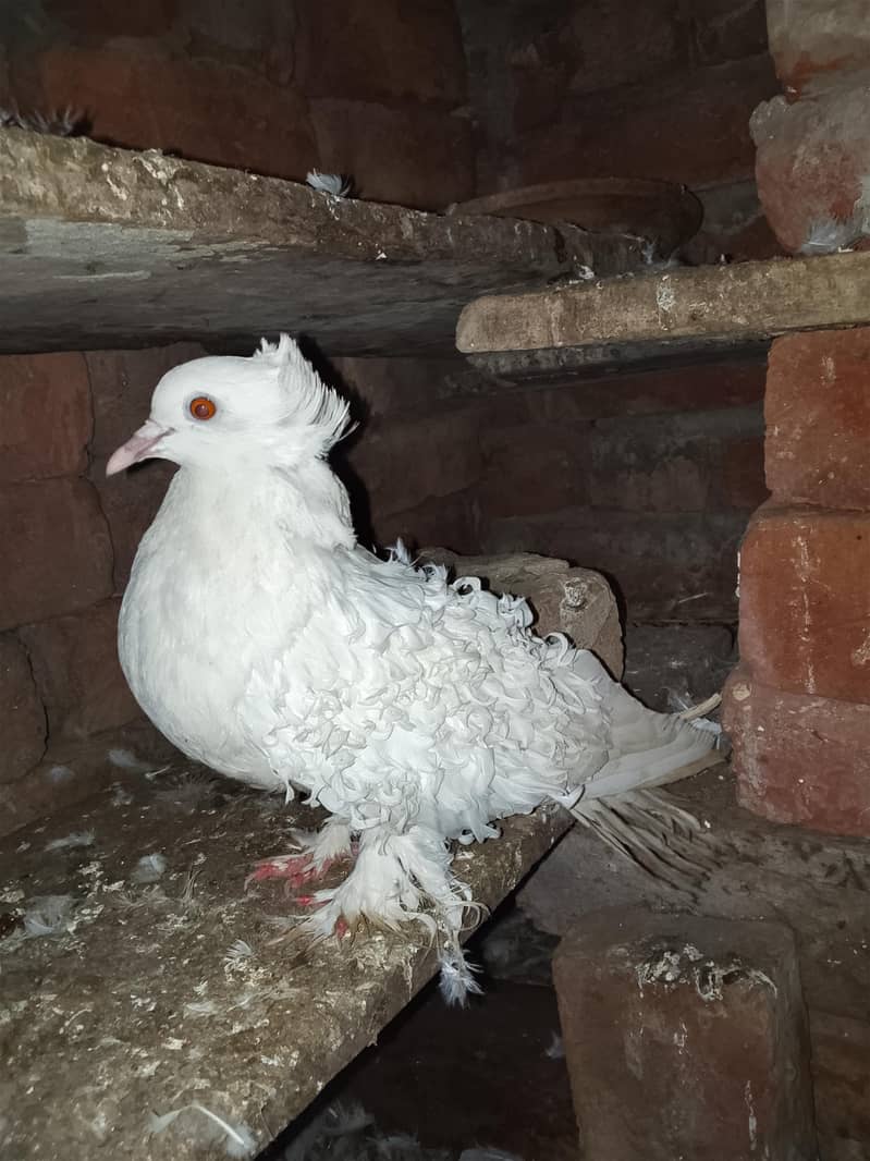 breader female 1