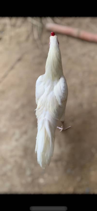 Aseel Heera 8 Months For Sale