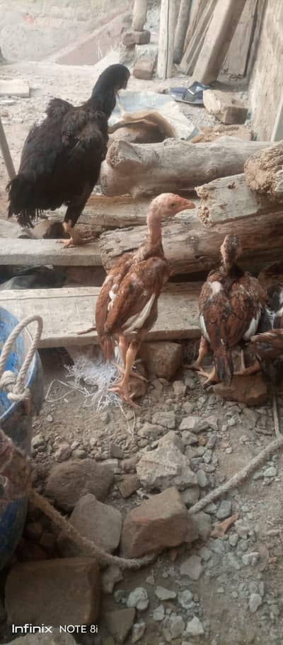 Aseel chuze pair urgent forsale