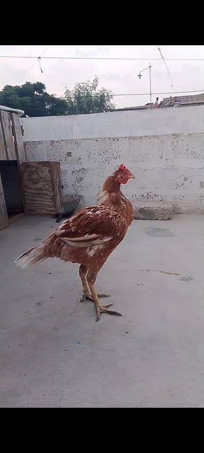 urgent sale