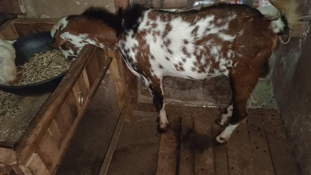 Barbari tedda 4