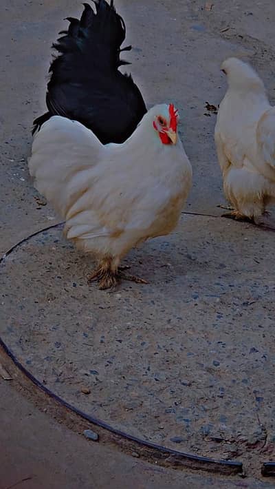 white bantam pair or black pair